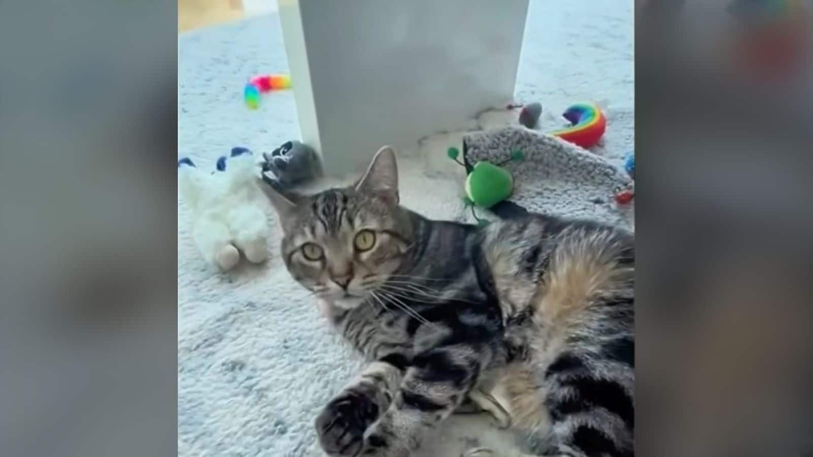 Bagel, il gatto reso da un laboratorio, trova finalmente casa