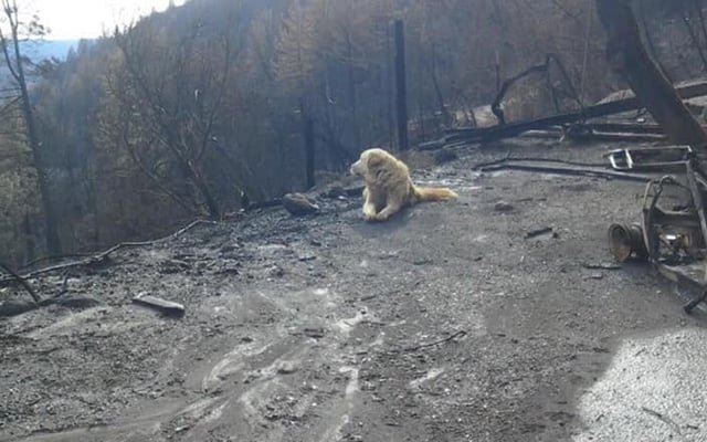 Cani protettori tornano a casa dopo il disastro del Camp Fire