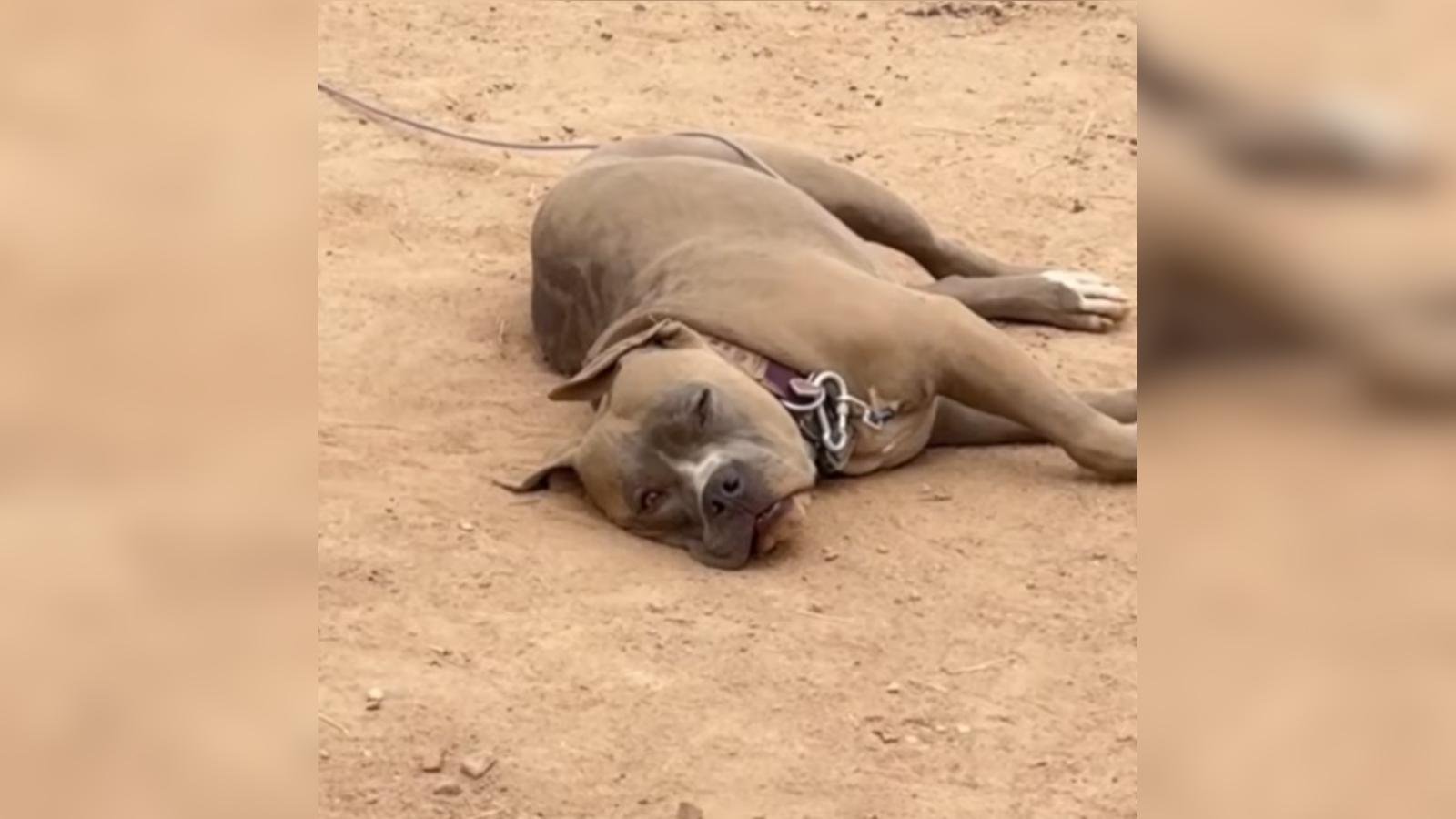 Brad, il cane sordo in attesa di casa, trova finalmente una famiglia