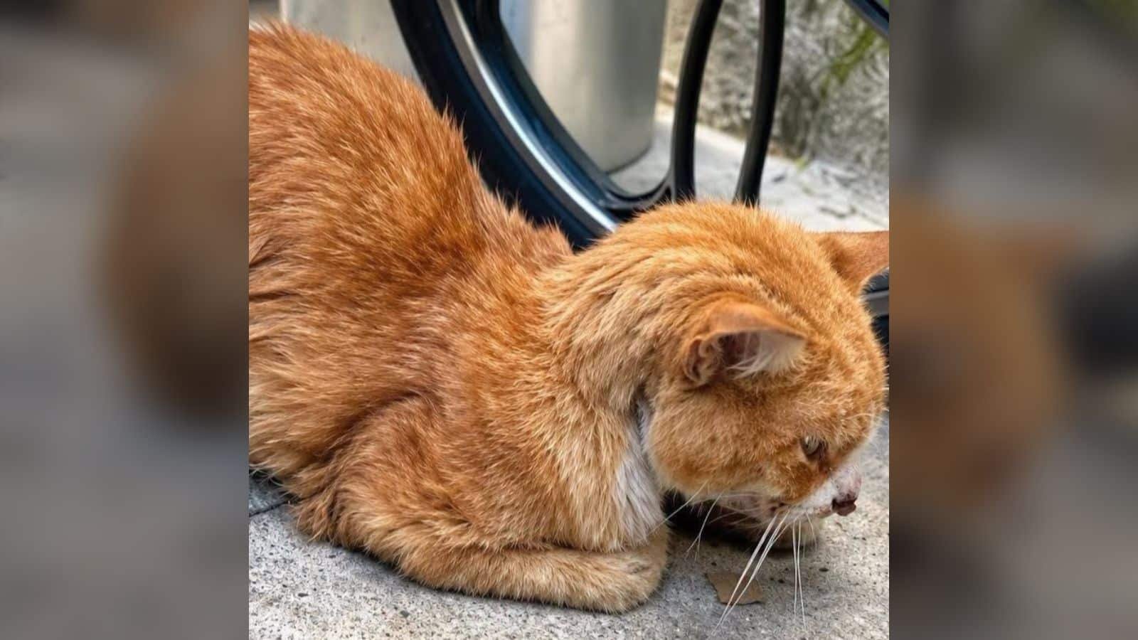 Arthur, il gatto in difficoltà, ora cerca una famiglia dopo un recupero straordinario