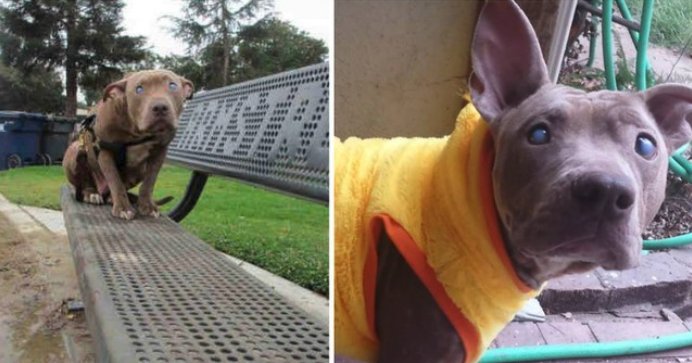 Una cucciola abbandonata lascia un’eredità di amore per altri animali