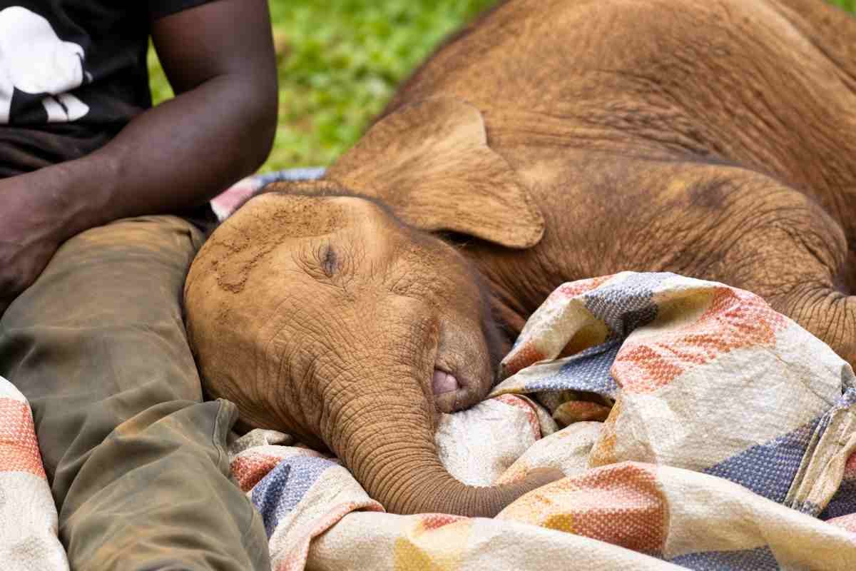 Elefantino orfano Agbaibor si prepara a tornare libero dopo mesi di cure in Nigeria