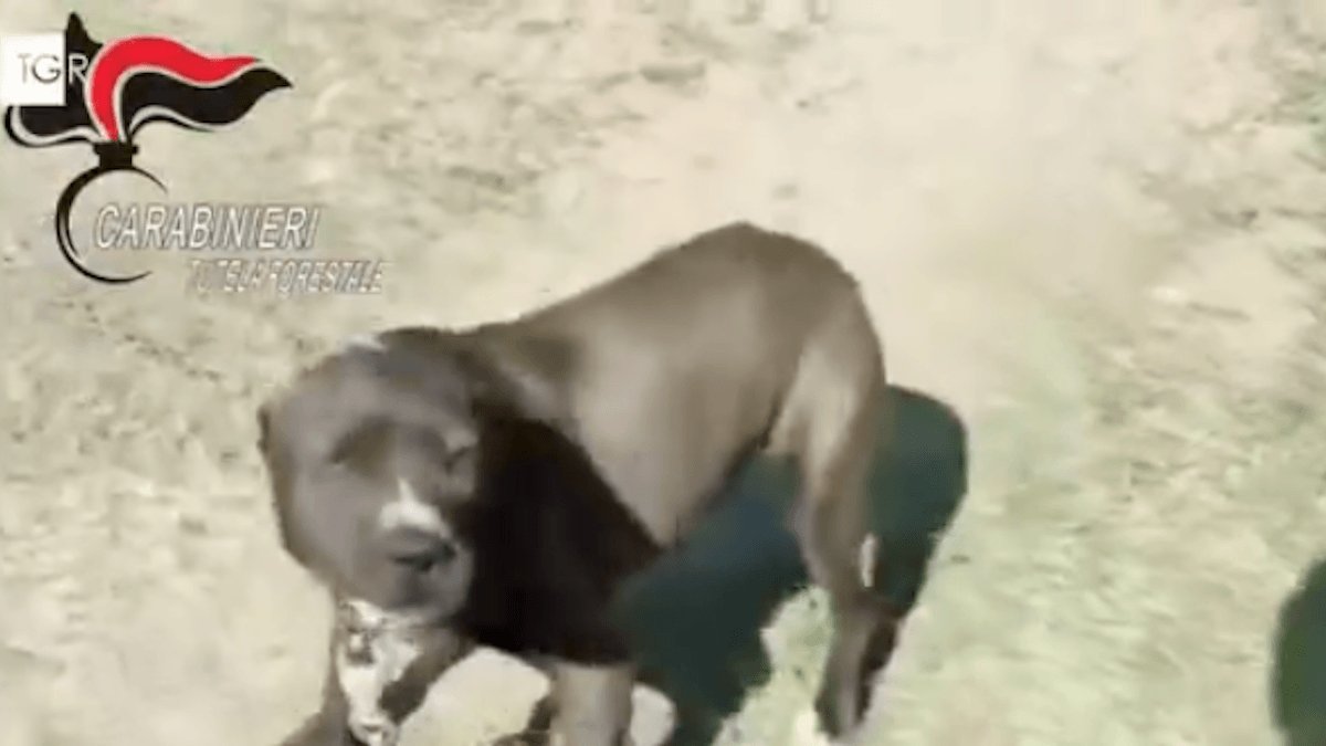 24 cani salvati da combattimenti clandestini, 12 persone indagate
