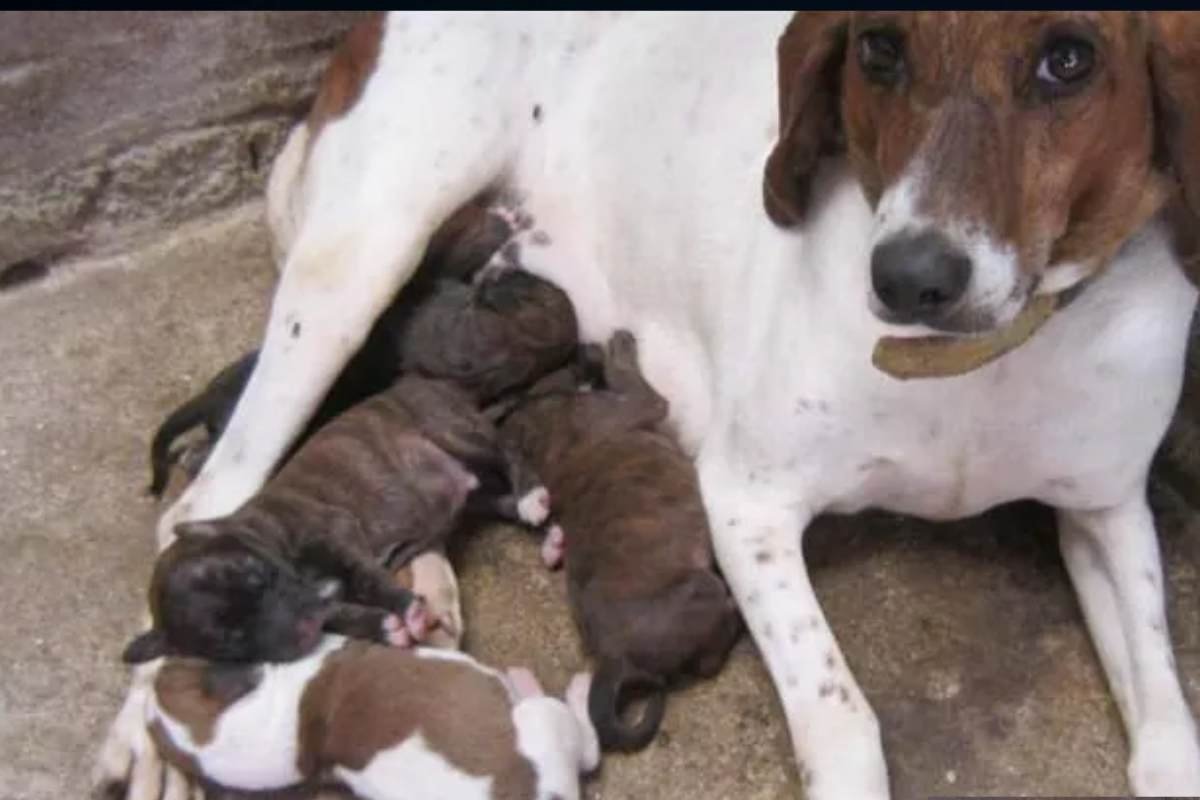 Cagnolino salvato all’ultimo momento dopo essere stato sepolto vivo dal padrone