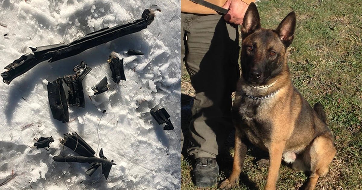 Un cane poliziotto difende le sue azioni con un messaggio formale